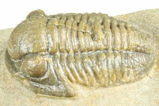Detailed Gerastos Trilobite Fossil - Morocco #363932