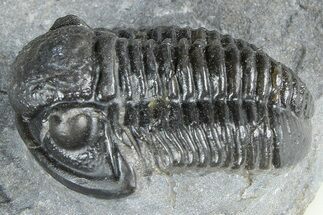 Detailed Gerastos Trilobite Fossil - Morocco #363958