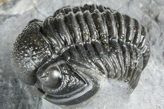 Curled Proetid (Gerastos) Trilobite Fossil - Morocco #363964