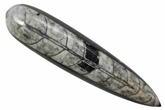 Polished Fossil Orthoceras (Cephalopod) - Morocco #363830