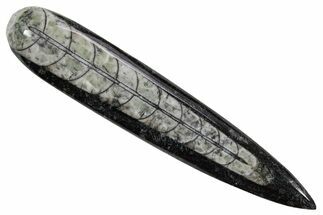 Polished Fossil Orthoceras (Cephalopod) - Morocco #363831