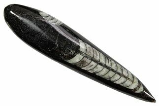 Polished Fossil Orthoceras (Cephalopod) - Morocco #363838