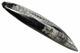 Polished Fossil Orthoceras (Cephalopod) - Morocco #363844