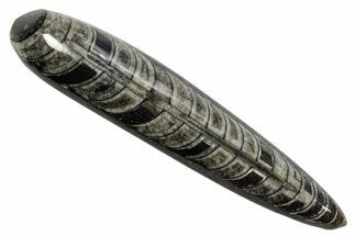 Polished Fossil Orthoceras (Cephalopod) - Morocco #363846