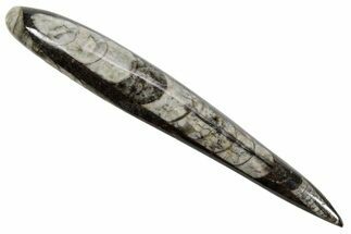 Polished Fossil Orthoceras (Cephalopod) - Morocco #363848