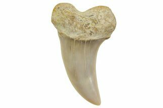 Fossil Shark Tooth (Carcharodon planus) - Bakersfield, CA #363967