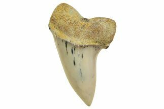 Fossil Shark Tooth (Carcharodon planus) - Bakersfield, CA #363968