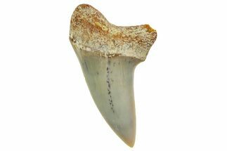 Fossil Shark Tooth (Carcharodon planus) - Bakersfield, CA #364025