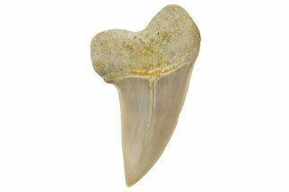 Fossil Shark Tooth (Carcharodon planus) - Bakersfield, CA #364026