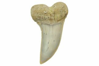 Fossil Shark Tooth (Carcharodon planus) - Bakersfield, CA #364035