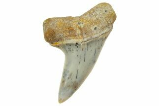 Fossil Shark Tooth (Carcharodon planus) - Bakersfield, CA #364036