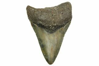 Fossil Megalodon Tooth - North Carolina #363706