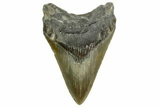 Serrated, Fossil Megalodon Tooth - North Carolina #363712