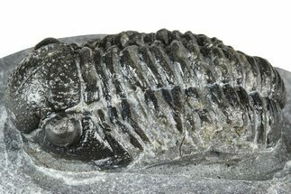 Bargain, Detailed Gerastos Trilobite Fossil - Morocco #363939