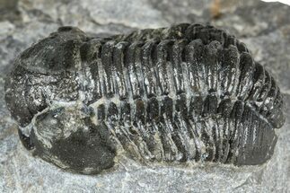 Bargain, Detailed Gerastos Trilobite Fossil - Morocco #363941