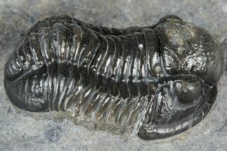Detailed Gerastos Trilobite Fossil - Morocco #363945