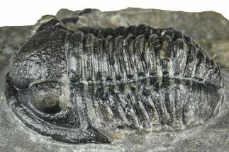 Detailed Gerastos Trilobite Fossil - Morocco #363949