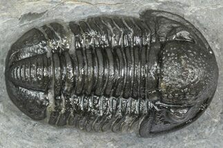 Detailed Gerastos Trilobite Fossil - Morocco #363951