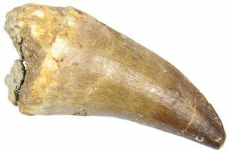 Fossil Prognathodontid Mosasaur Tooth - Morocco #364134