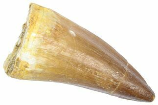 Fossil Prognathodontid Mosasaur Tooth - Morocco #364136