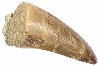 Fossil Prognathodontid Mosasaur Tooth - Morocco #364137