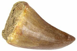 Fossil Mosasaur (Hainosaurus?) Tooth - Morocco #364152
