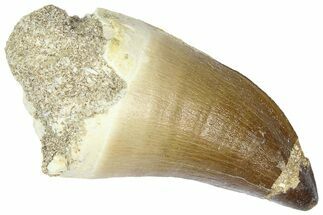 Large, Fossil Mosasaur (Thalassotitan) Tooth - Morocco #364158