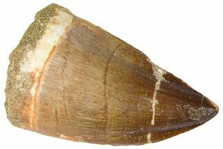 Fossil Mosasaur (Thalassotitan) Tooth - Morocco #364159