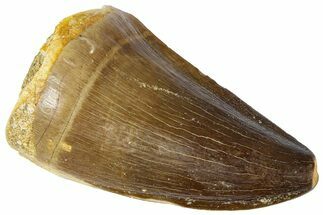 Fossil Mosasaur (Thalassotitan) Tooth - Morocco #364167