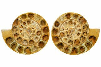 Cut & Polished Jurassic Ammonite (Perisphinctes) Fossil #364174