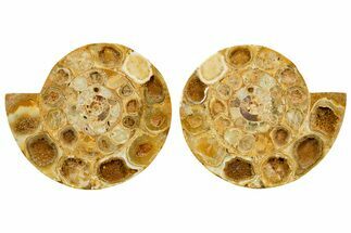 Cut & Polished Jurassic Ammonite (Perisphinctes) Fossil #364178