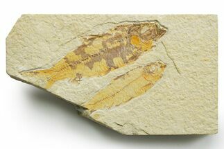 Limestone with Two Fossil Fish (Knightia) - Wyoming #363816