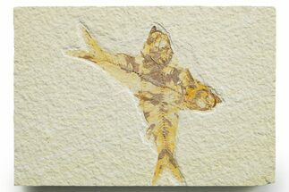Limestone with Two Fossil Fish (Knightia) - Wyoming #363817