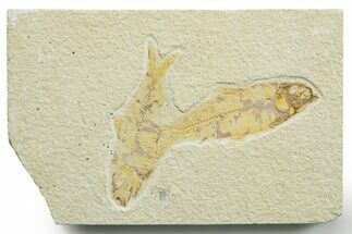 Limestone with Two Fossil Fish (Knightia) - Wyoming #363821