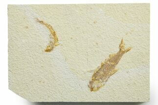 Limestone with Two Fossil Fish (Knightia) - Wyoming #363822