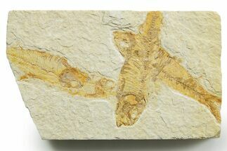Limestone with Four Fossil Fish (Knightia) - Wyoming #363823