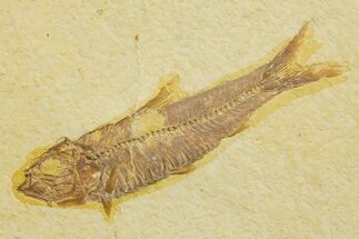Detailed Fossil Fish (Knightia) - Wyoming #363860