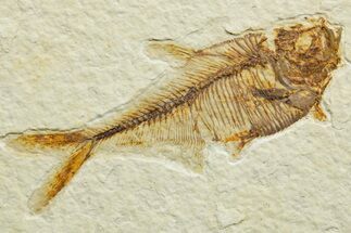Detailed Fossil Fish (Diplomystus) - Wyoming #363912