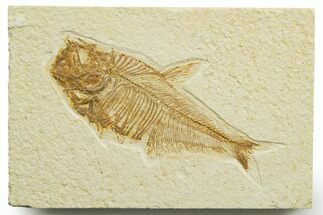 Bargain, Detailed Fossil Fish (Diplomystus) - Wyoming #363917