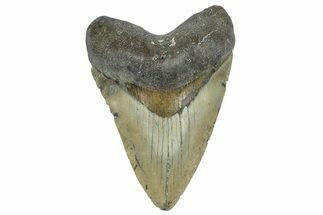 Fossil Megalodon Tooth - North Carolina #362878