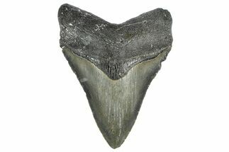 Serrated, Fossil Megalodon Tooth - North Carolina #362948