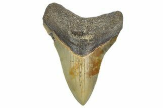 Serrated, Fossil Megalodon Tooth - North Carolina #362951