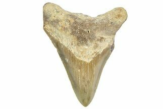 Juvenile Megalodon Tooth - Serrated Blade #362952