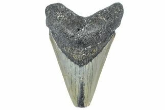 Bargain, Fossil Megalodon Tooth - North Carolina #362958