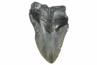 Partial, Fossil Megalodon Tooth - North Carolina #362961