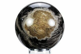 Polished Petrified Wood Sphere - Oregon #360348