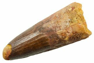 Fossil Spinosaurus Tooth - Robust Tooth #362837