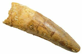 Fossil Spinosaurus Tooth - Real Dinosaur Tooth #362840