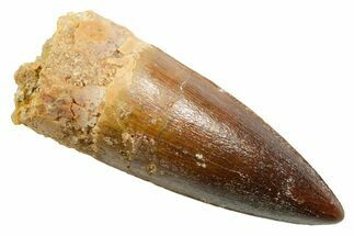 Fossil Spinosaurus Tooth - Real Dinosaur Tooth #362909