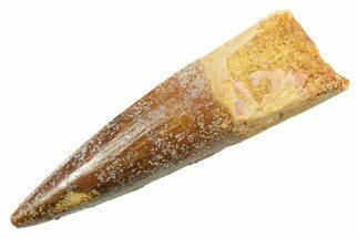 Fossil Spinosaurus Tooth - Real Dinosaur Tooth #362916